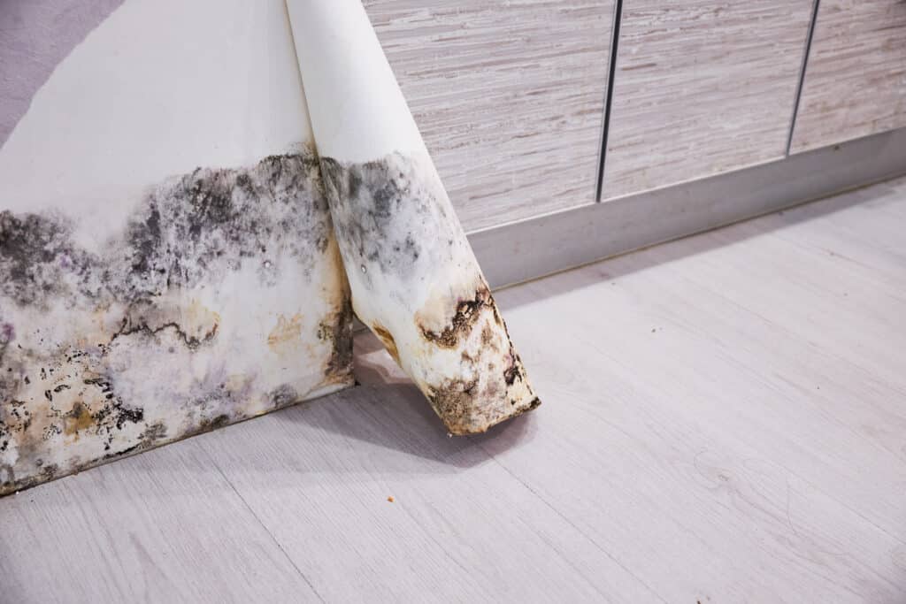 The Role Dehumidifiers Play in Combating Mold Growth