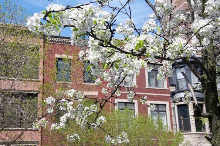 Blooming white flowers from a tree in Chicago
