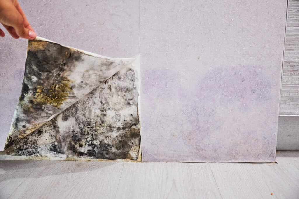 Water stained wallpaper pulled back to reveal black mold in home